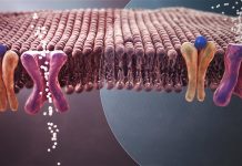 Companies In Focus In The Type 2 Diabetes Market