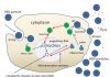 5 Companies With Potential To Transform The HBV Therapeutics Market