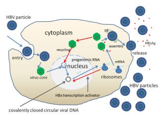 5 Companies With Potential To Transform The HBV Therapeutics Market