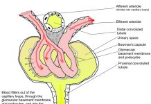 Emerging Treatment Paradigms in Focal Segmental Glomerulosclerosis (FSGS)